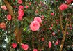 Camelia | © Hermine Haschka Kamelie Camelia Blumen Garten | © Hermine Haschka