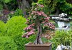 Bonsai Baum Garten | © Pixabay