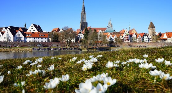 Wiese,Blume,Stadt | © ulm-1173800_1280