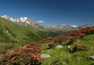 Blumen, Wiese, Berge | ©  (c) Turismo val di Sole.jpg