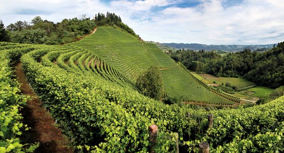 Weinberge, Blauerhimmel, Bäume | ©  (c) OGS Incoming