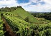 Weinberge, Blauerhimmel, Bäume | ©  (c) OGS Incoming