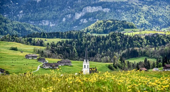 Wald, Blumen, Berge | © (c) Pixabay von webentwicklerin_Bregenzerwald