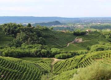 Venetien Landschaft Wein Hügel Italien | © daniFAB auf Pixabay