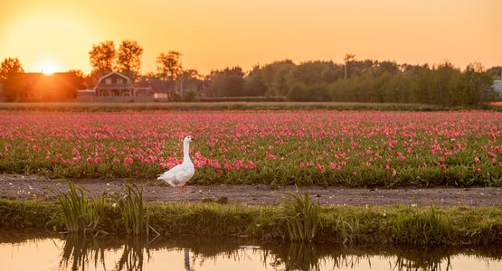 Niederlande,Tulpen,Gans | © Pixabay_Tulpen Niederlande Gans