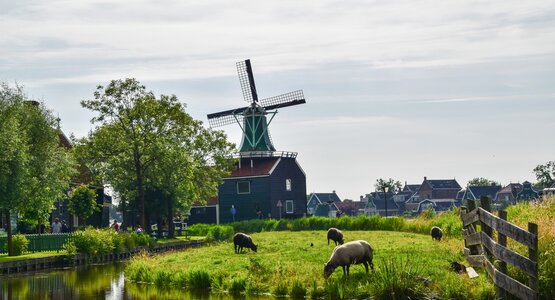 Holland,Mühle,Schafe | © Pixabay_Holland Mühle Schafe