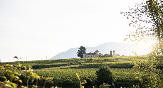 Weinfelder, Himmel,Pflanzen | ©  ©Eppan Tourismus_AlexFilz (2)