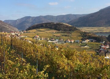 Wachau Weinberge | © Brigitte Grüner Wachau Weinberge Österreich Niederösterreich Wandern | © Brigitte Grüner
