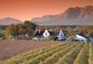 Südafrika Weingut | © www.dein-suedafrika.de Südafrika Wein Afrika Weingut | © www.dein-suedafrika.de