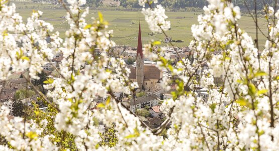 Wandern Meran Italien Südtirol Trentino Apfel Apfelblüte  | © Vinschgau Marketing_Frieder Blickle