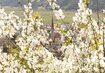 Wandern Meran Italien Südtirol Trentino Apfel Apfelblüte  | © Vinschgau Marketing_Frieder Blickle