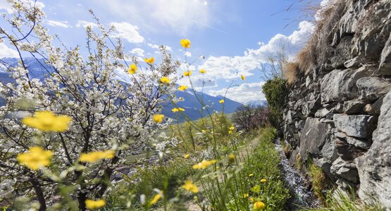 Vinschgau Italien Südtirol Meran Apfelblüte Wandern Wanderreise | © Marketing-Frieder Blickle