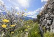 Vinschgau Italien Südtirol Meran Apfelblüte Wandern Wanderreise | © Marketing-Frieder Blickle