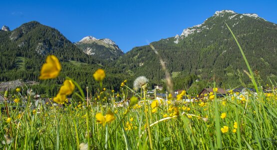 Achensee Region Wiese Tirol Österreich | © Valdas Miskinis auf Pixabay