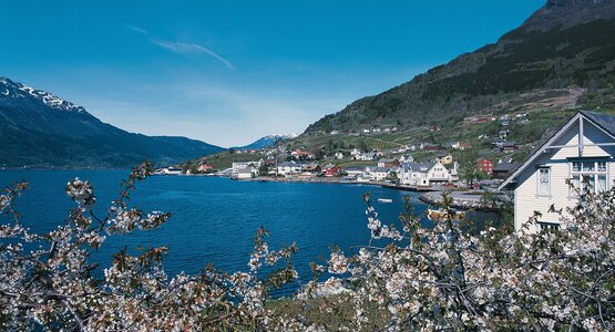 Hardangerfjord Blüten Norwegen Apfelblüte | © hardanger fjord